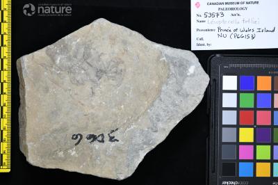 Leiopterella tetliei