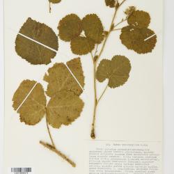 Rubus cyclomorphus