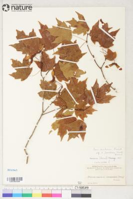 Acer leucoderme