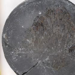 Tycheroichthys dunveganensis