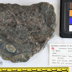 Eusthenopteron foordi