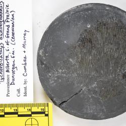 Tycheroichthys dunveganensis