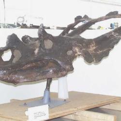 Chasmosaurus russelli
