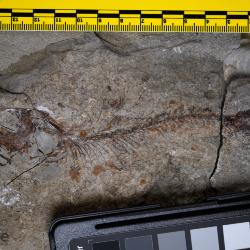 Aquilopiscis wilsoni