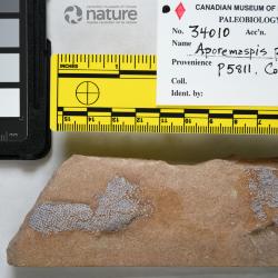 Aporemaspis pholidata