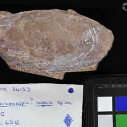 Vernonaspis Flower & Wayland-Smith, 1952