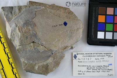 Boothiaspis Broad, 1973