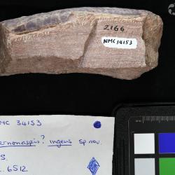 Vernonaspis Flower & Wayland-Smith, 1952