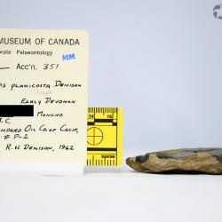 Pionaspis Denison, 1964