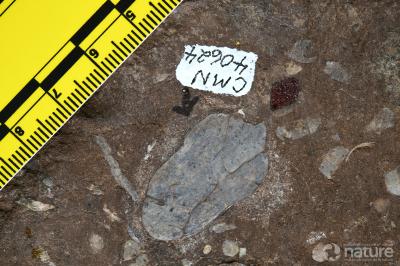 Poraspis Kiaer, 1930