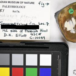 Rhachiaspis Elliott, 1984