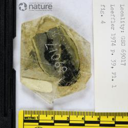 Traquairaspis Kiaer, 1932