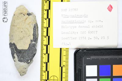 Traquairaspis Kiaer, 1932