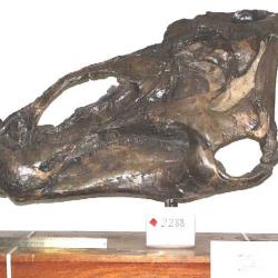 Edmontosaurus regalis