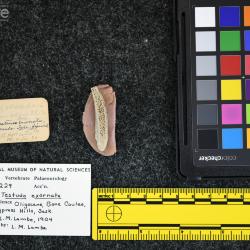 Testudo exornata (Lambe, 1906)