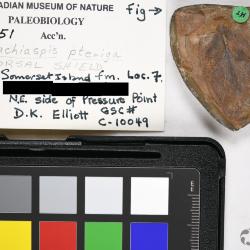 Rhachiaspis Elliott, 1984