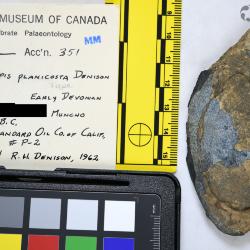 Pionaspis Denison, 1964