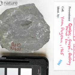 Laurentaspis splendida