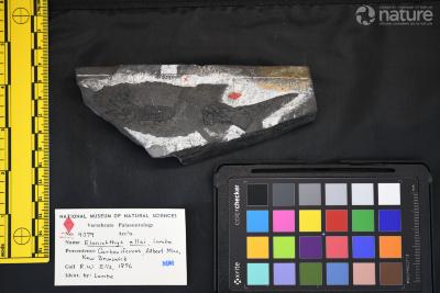 Elonichthys Giebel, 1848