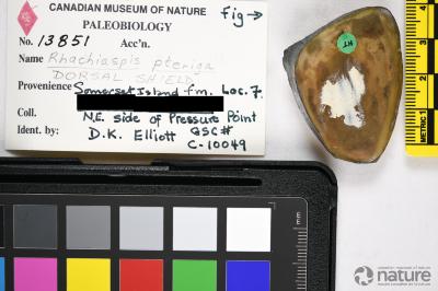 Rhachiaspis Elliott, 1984