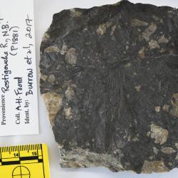 Doliodus Traquair, 1893