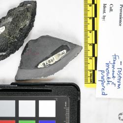 Lepidaspis Dineley & Loeffler, 1976