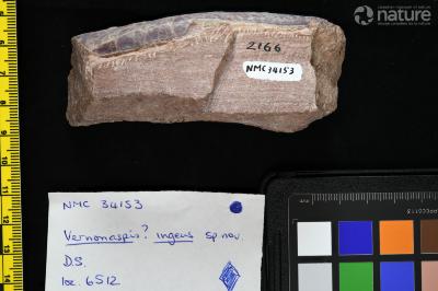 Vernonaspis Flower & Wayland-Smith, 1952