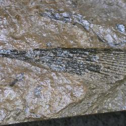 Ctenacanthus latispinosus