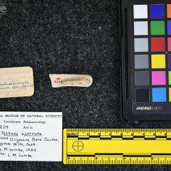 Testudo exornata (Lambe, 1906)