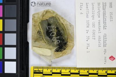 Traquairaspis Kiaer, 1932