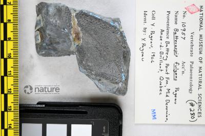 Batteraspis Pageau, 1969