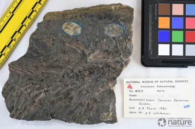 Eusthenopteron foordi