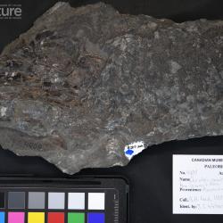 Cheirolepis canadensis