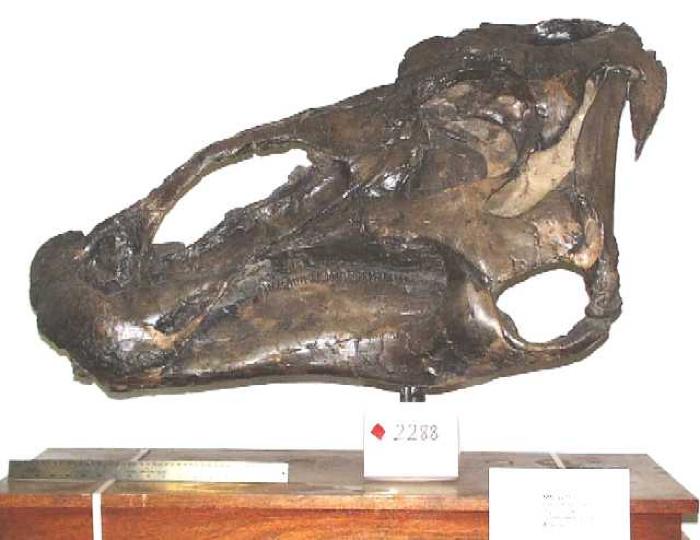 Image from Cretaceous Dinosaurs of Alberta