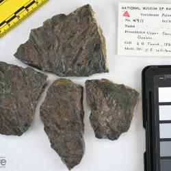 Eusthenopteron foordi