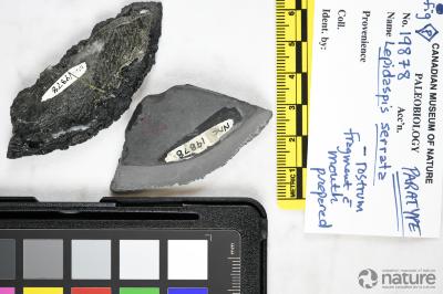 Lepidaspis Dineley & Loeffler, 1976