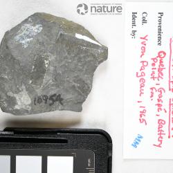 Laurentaspis splendida