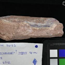 Vernonaspis Flower & Wayland-Smith, 1952