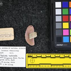 Testudo exornata (Lambe, 1906)