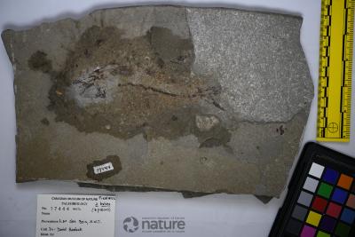 Aquilopiscis wilsoni