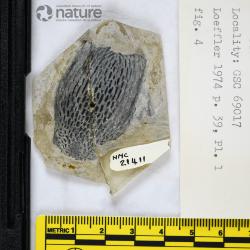 Traquairaspis Kiaer, 1932