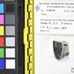 Vernonaspis Flower & Wayland-Smith, 1952