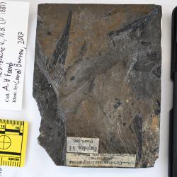 Ctenacanthus latispinosus