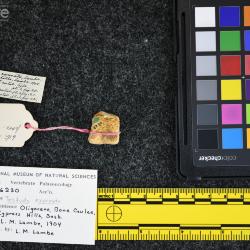 Testudo exornata (Lambe, 1906)