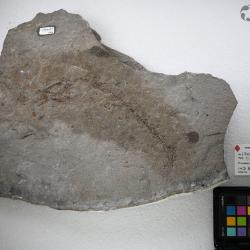 Ornatipholis Cumbaa & Murray, 2008