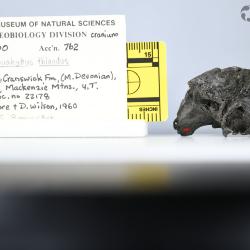 Stomiahykus thlaodus