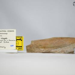 Torpedaspis Broad & Dineley, 1973