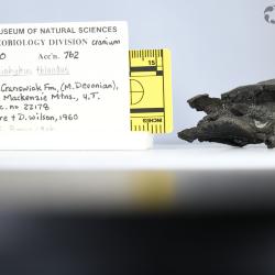 Stomiahykus thlaodus