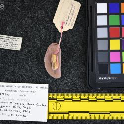 Testudo exornata (Lambe, 1906)