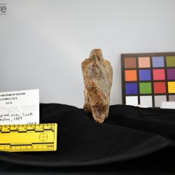 Hemipsalodon grandis